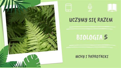 Zdjęcie naturalnej paproci, ukazujące jej fraktalną, samopodobną strukturę.