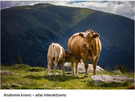 Ilustracja przedstawiająca krowę w gumiakach na tle wojskowego obozu
