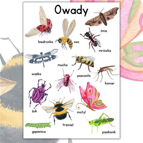 Ilustracje różnych owadów do zabawy i nauki