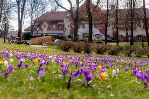 widok na tysiące kwitnących krokusów w parku przy kopalni soli wieliczka