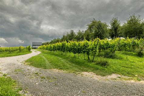 wizualizacja plenerowego wesela wśród winorośli