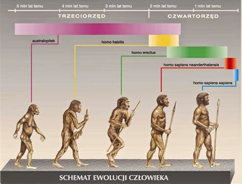 Schemat ewolucji imienia Marian od łacińskiego 