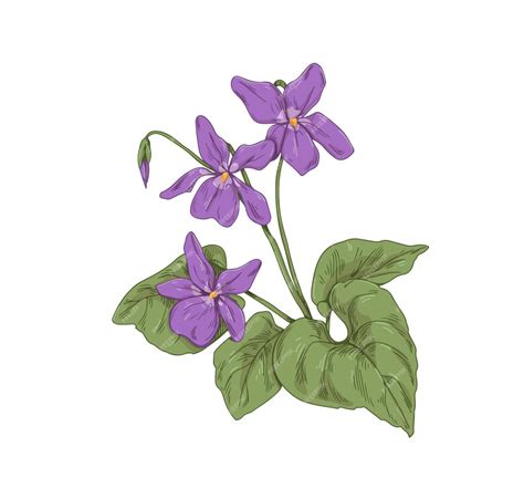 Ilustracja przedstawiająca symboliczny fiołek, nawiązujący do etymologii imienia Wiola.