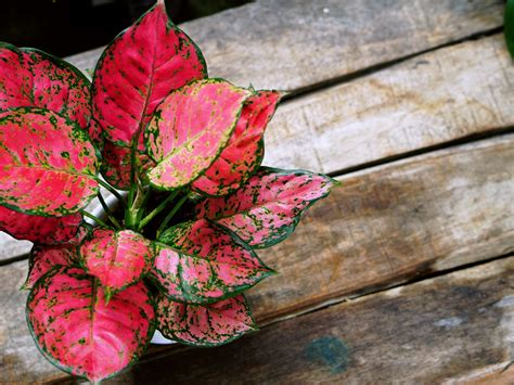 Aglaonema - roślina z filmu