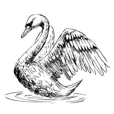 Ilustracja porównująca dzioby łabędzia niemego, krzykliwego i czarnodziobego.