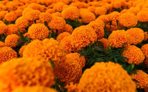 Aksamitki (cempasúchil) jako dekoracja na Día de los Muertos