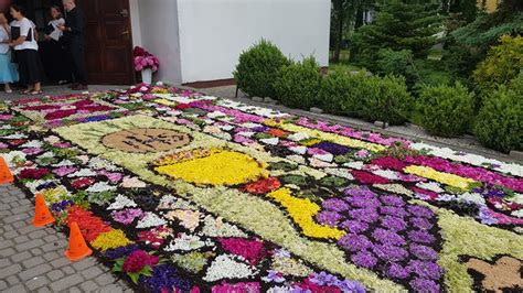 Zdjęcie kolorowego dywanu kwiatowego przygotowanego na procesję Bożego Ciała