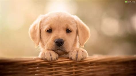 Zdjęcie szczeniąt rasy labrador retriever