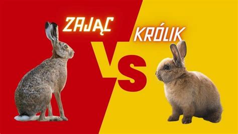 Porównanie wyglądu królika i zająca, z zaznaczeniem kluczowych różnic w budowie ciała i długości uszu.