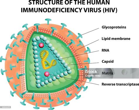 Ilustracja przedstawiająca strukturę wirusa HIV powiększoną przez mikroskop elektronowy.