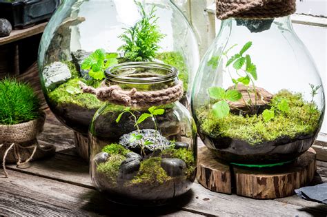 Zdjęcie lasu w słoiku jako przykład prezentu DIY.