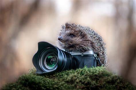 Zdjęcie przedstawiające proces selekcji zdjęć przez fotografa