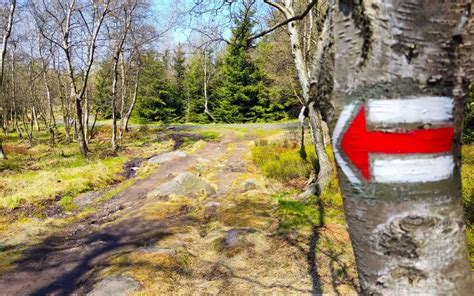 Nowe oznakowanie szlaków turystycznych w Arboretum Leśnym im. prof. Stefana Białoboka