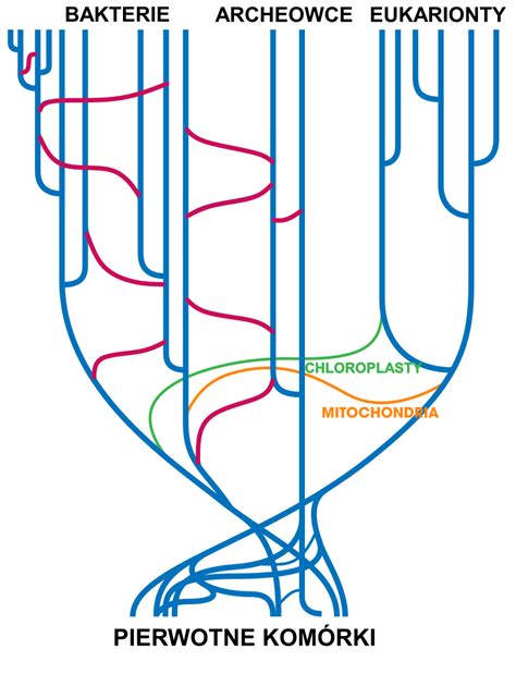 Schematyczna ilustracja araukarii wyniosłej z zaznaczonymi poziomymi gałęziami i stożkowatym pokrojem.
