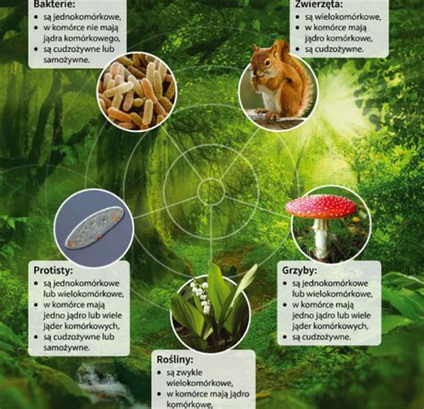 Infografika przedstawiająca różne typy zniżek i ich wartości