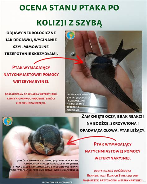 Ilustracja przedstawiająca parę młodą otoczoną symbolami szczęścia i przesądów