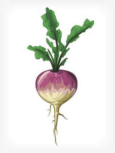 Ilustracja przedstawiająca różne warzywa używane do robienia latarni w dawnej Irlandii: rzepa, brukiew, burak.