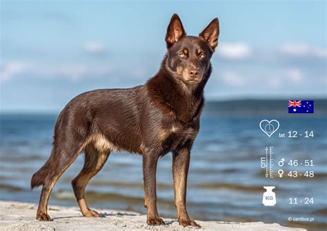 zdjęcie szczeniaka rasy owczarek australijski kelpie