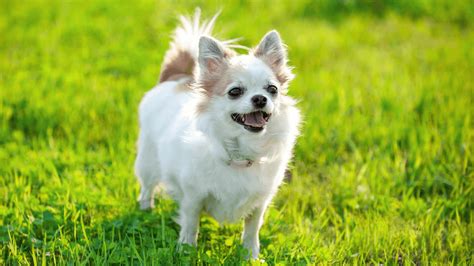 zdjęcie psa rasy chihuahua w zimowym ubranku