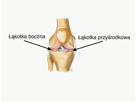schemat anatomiczny stawu kolanowego z zaznaczonymi łąkotkami