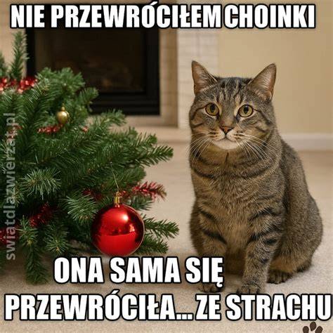 mem z kotem niszczącym choinkę