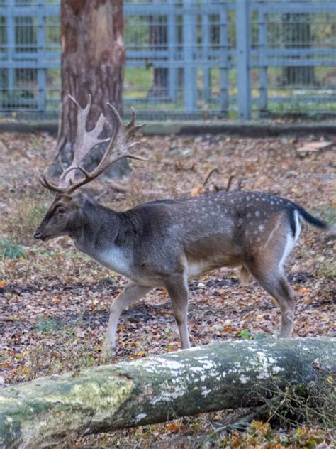 Jedyny zwierzak, jakiego spotkaliśmy w zagrodzie Witosów.