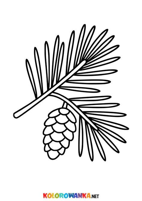 Ilustracja przedstawiająca gałązkę ruskusa z charakterystycznymi, płaskimi gałązkami imitującymi liście.