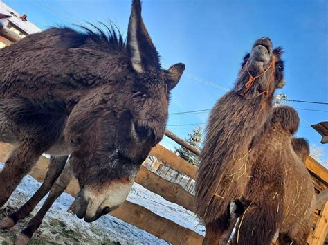Zdjęcie zwierząt (osioł, kozy, owce) w zagrodzie Żywej Szopki