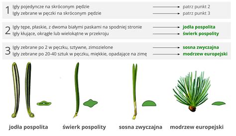 Grafika przedstawiająca porównanie jodły, świerku i sosny, z zaznaczonymi ich cechami charakterystycznymi (np. kształt igieł, zapach).